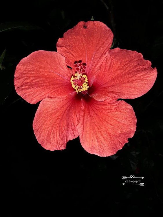 Hibiscus