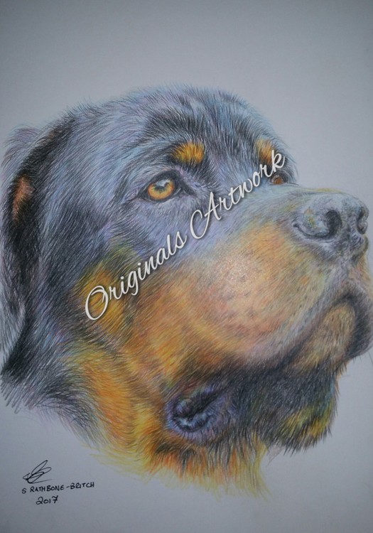 Rottweiler