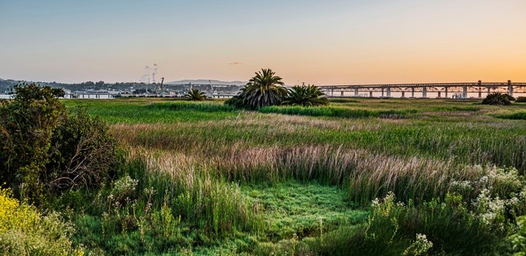 Marsh Dawn - May 20_2024