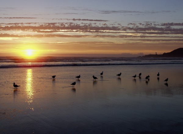 Scattered Birds