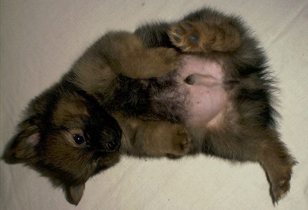 I Love Tummy Rubs