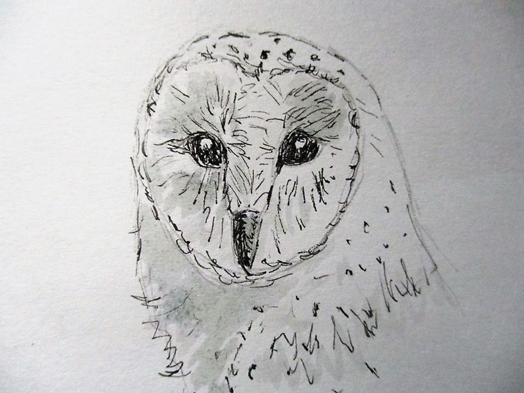 barn owl