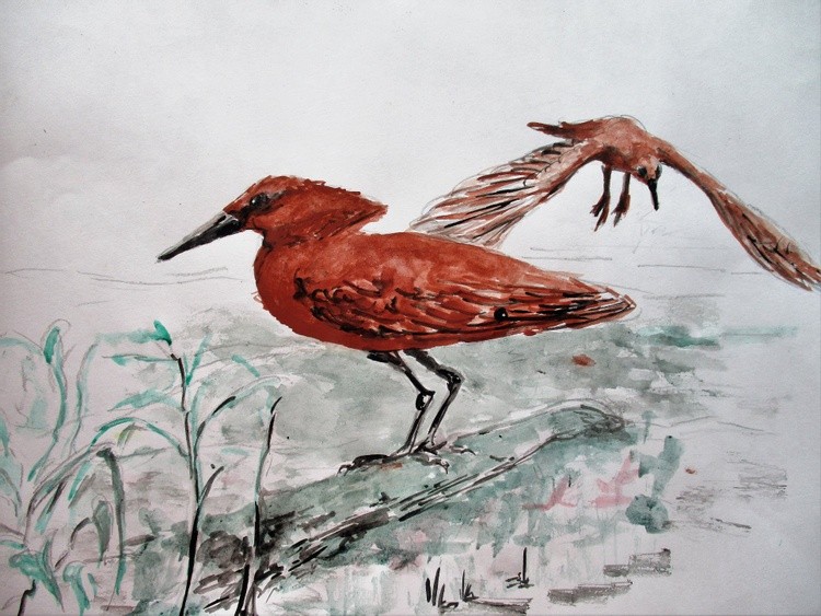 Hamerkop (Scopus umbretta)