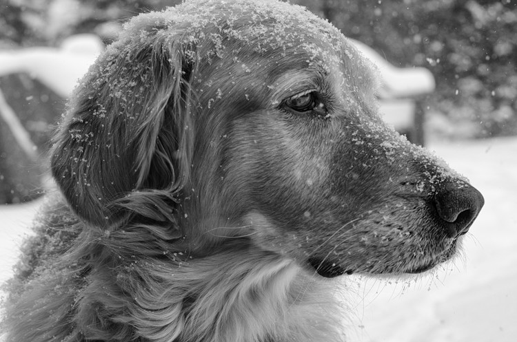 BW Rocky 2014