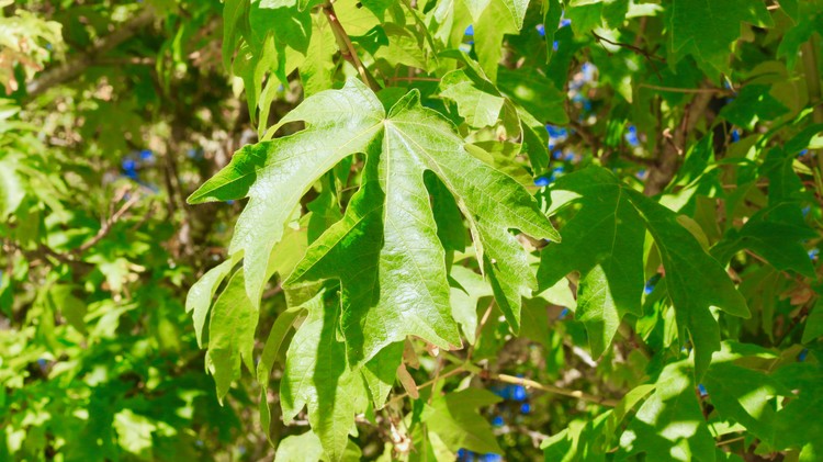 Leaves in the Sunlight