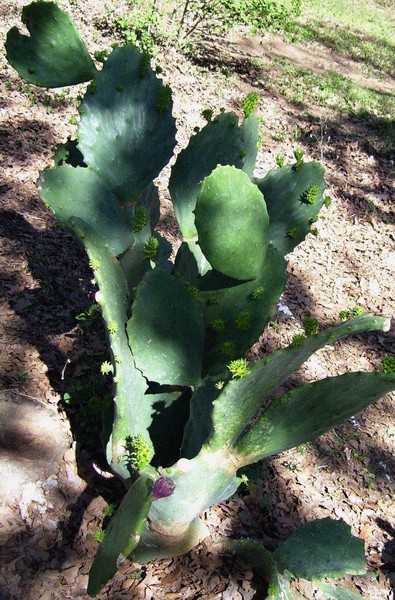 prickly pear