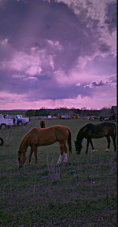 beautiful beasts 