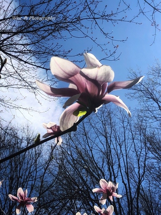 Magnolias in the Wind 