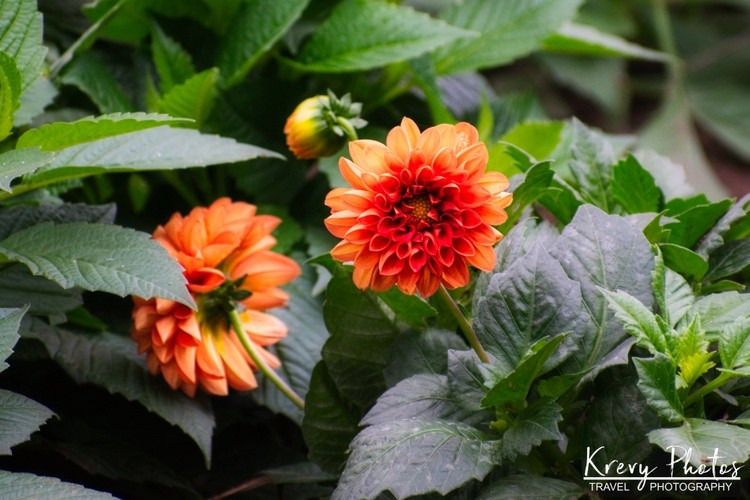 Orange Dahlia