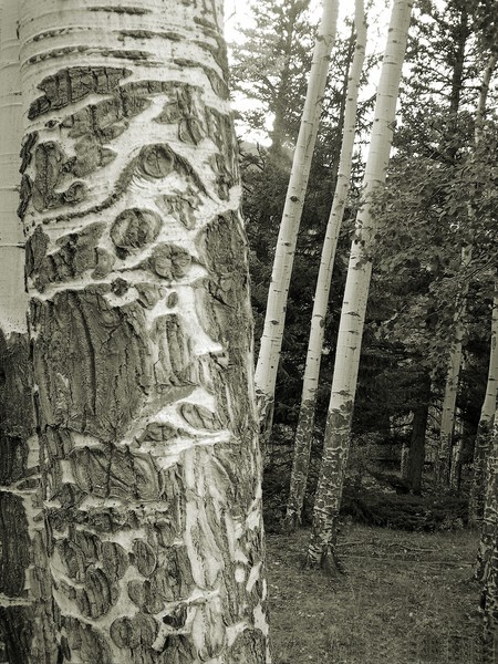 Old Man of the forest
