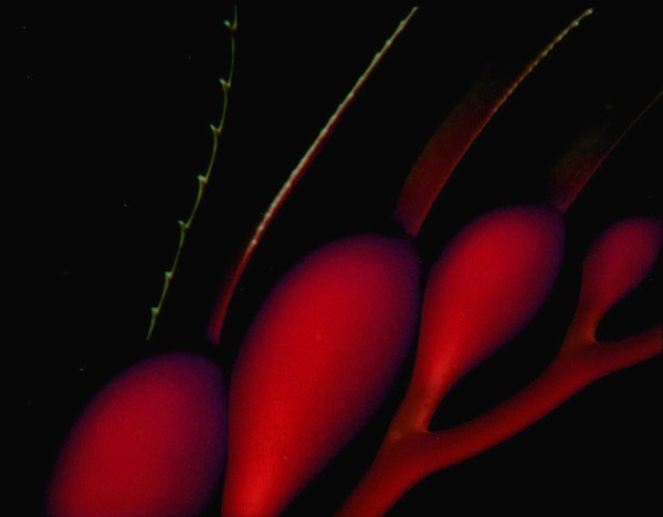 Kelp Fantasy