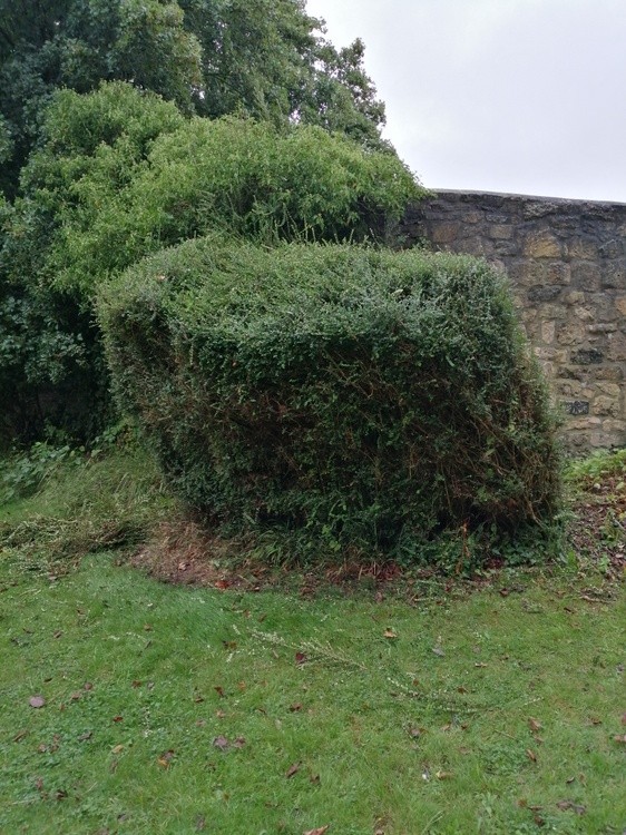Hedge pruned at sides and top 