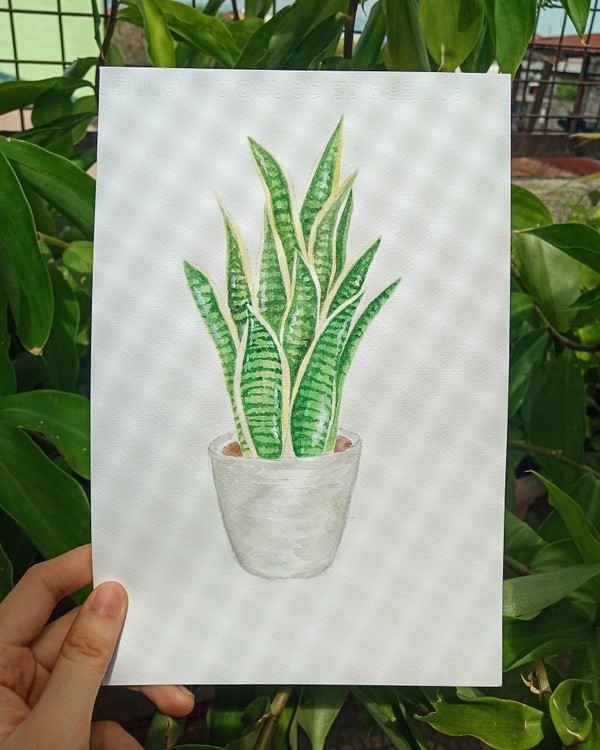 snake plant