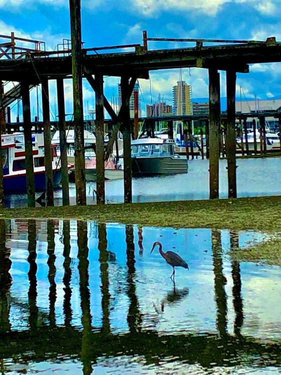 Blue Heron