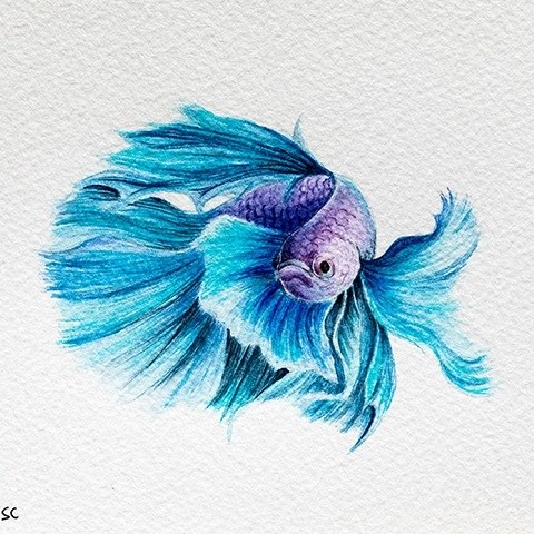 Siamese fighting fish