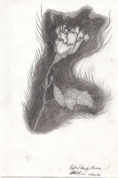 Shadow Rose