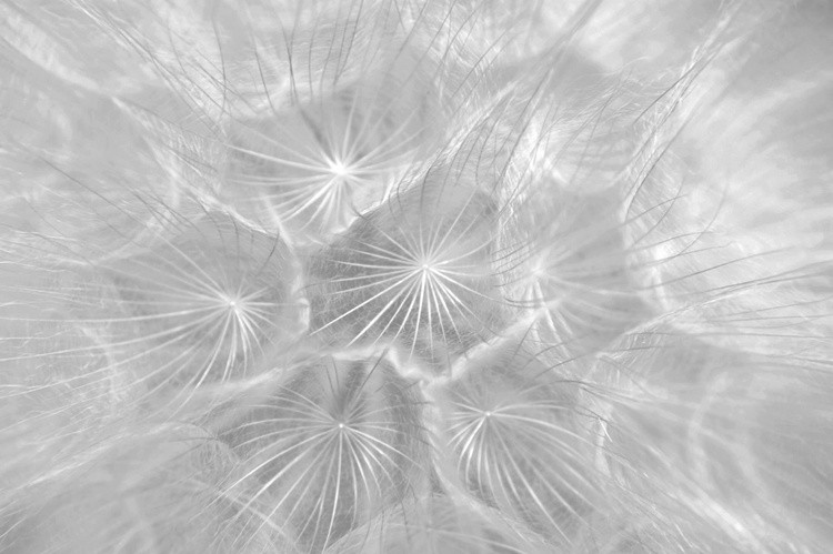 Translucent Flowerscapes Six