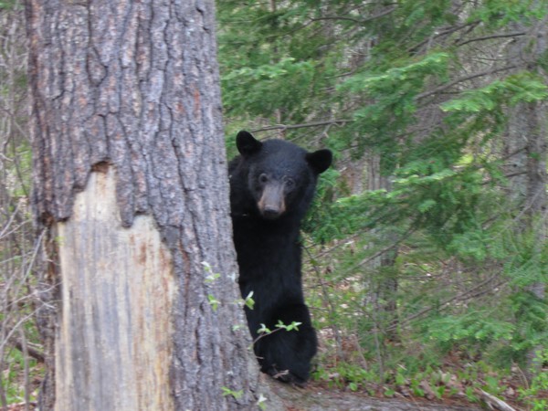Bear with me!