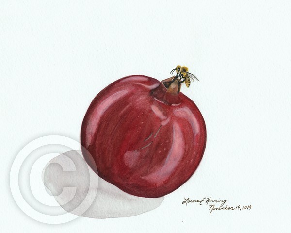 Honeybee on Pomegrante on White