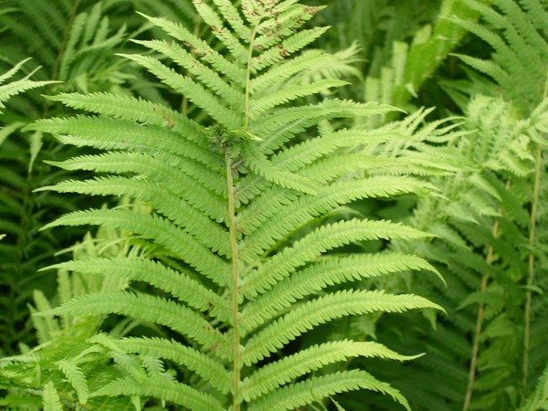 Fern