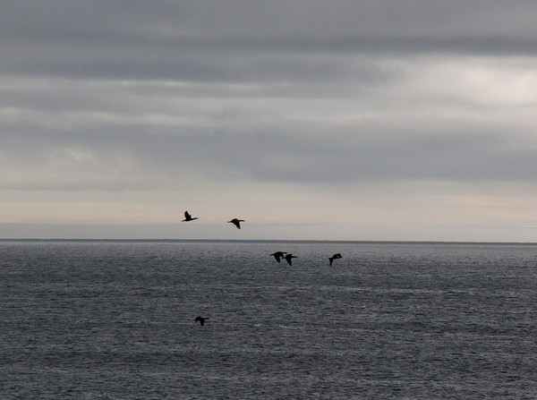 Atlantic shades of gray