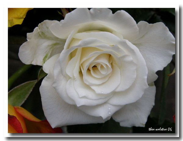 White silk