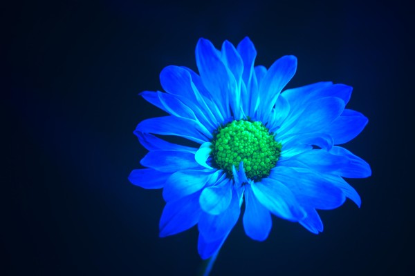Daisy