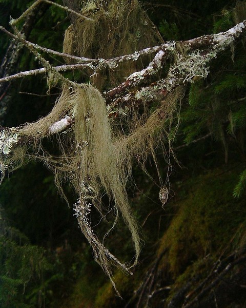 Fall low on a tree