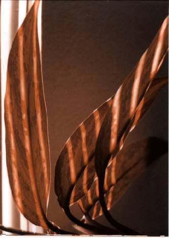 Leaf Fire