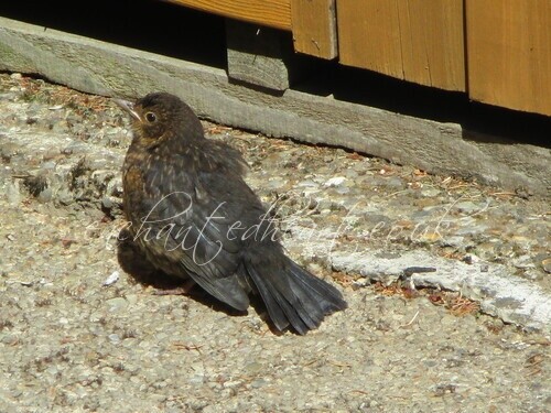 Baby Fledgling Blackbird