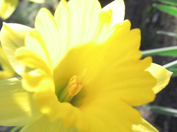 Lemonade Daffodil