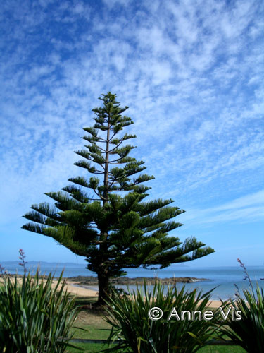 The Power of a Tree