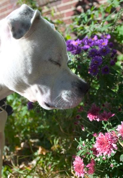 Stop & Smell the Flowers