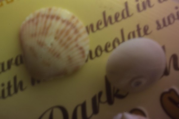 Seashells