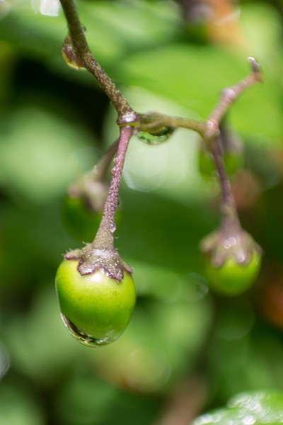 Nightshade