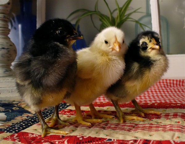 Trio