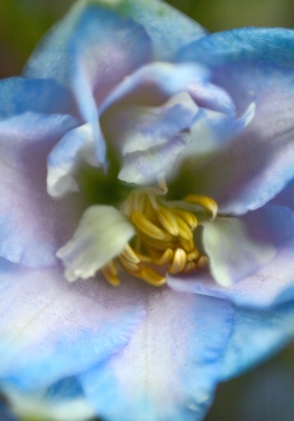 Delphinium