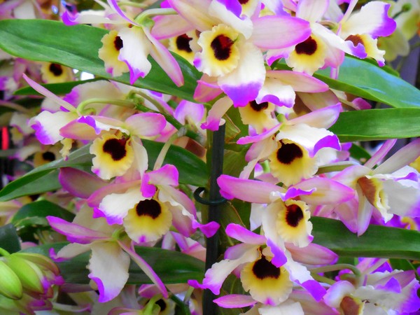 Orchids 2