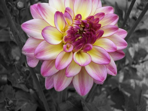 Dahlia
