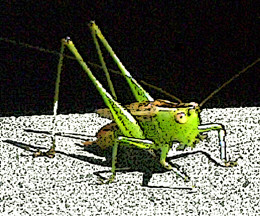 Grasshopper