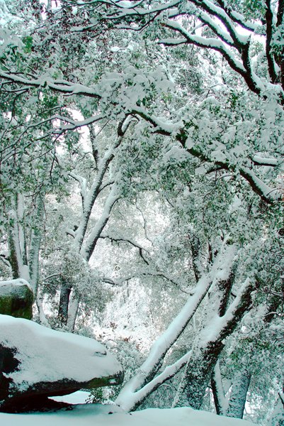 First Snow on the Tule Oaks