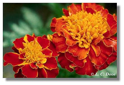 Marigolds-GE000877