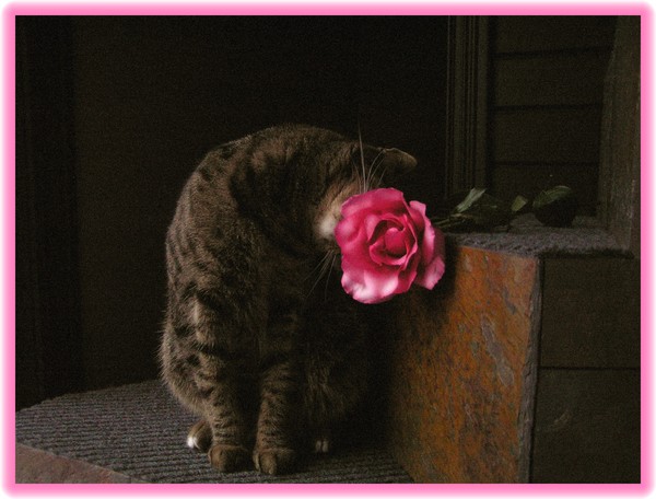 Smellin the Rose