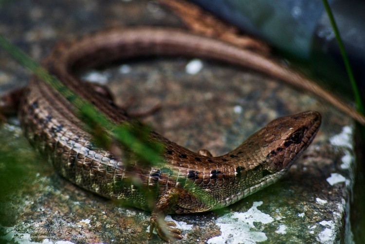 Northern Alligator Lizard P0334