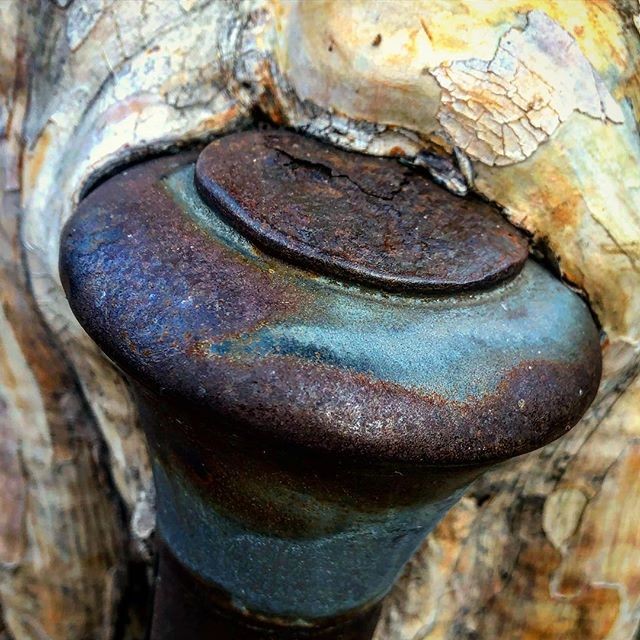 delicious! A tree eating a steak.