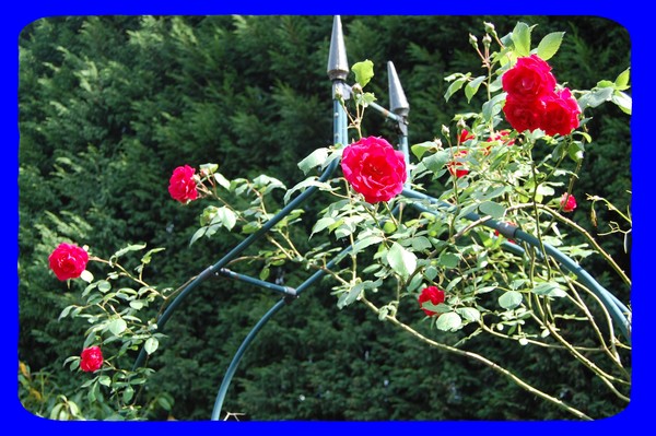 Our rose arch