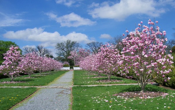 Magnolia Walk