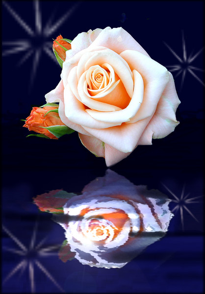Rose Reflections