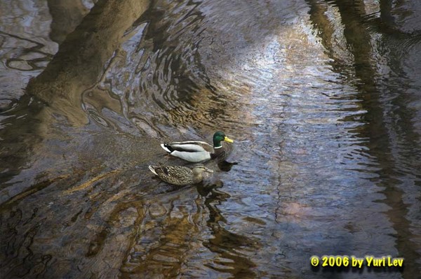 Pair O Dux