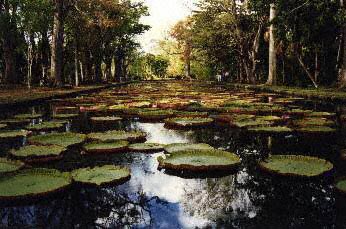 Mauritian Lillies